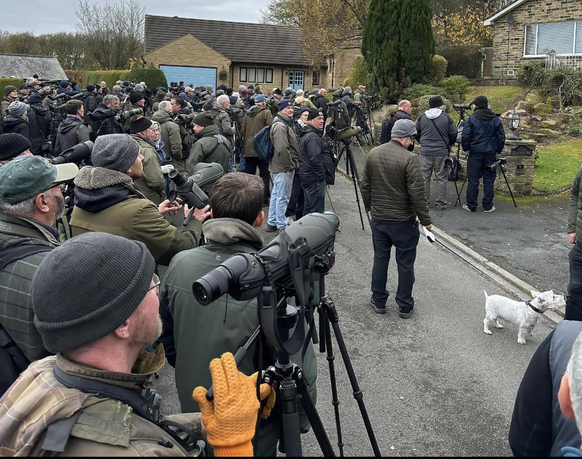 From the USA 🇺🇸 to Yorkshire UK 🇬🇧 

Birdwatchers flocked to a residential cu-de-sac after an ultra-rare species was spotted in Yorkshire for the first time. 
The bird is believed to be a scarlet tanager, which arrived in Shelf, near Halifax, after being blown off course by