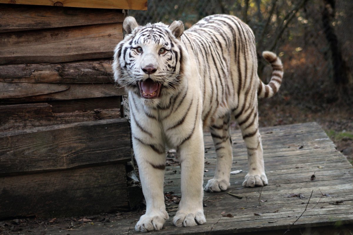 🛑 Declawing harms big cats 🛑

It’s more than a nail trim—it’s like cutting off a human fingertip. The result? Lifelong pain, aggression, and mobility issues.

Declawing doesn’t make big cats “safer”; it just makes them suffer. At CTR, every cat keeps their claws! 🧡