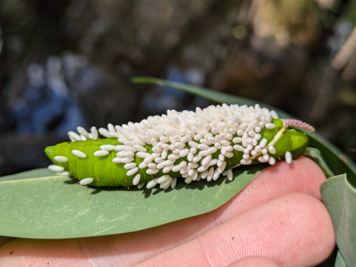 In the United States, a Giant Sphinx #moth caterpillar (Cocytius antaeus) is covered by the cocoons of parasitic #wasps - it's our #TwoferTuesday Observation of the Day! Seen by logancrees.

More details at: inaturalist.org/observations/2… #nature #entomology #biodiversity