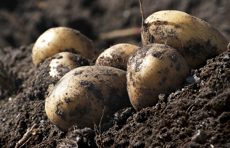 For those visiting Agromek in Denmark in two weeks.   The tours will take place November 27, and include a visit to a potato grower, a free-range pig producer, and a Christmas tree farm.  

enaj.eu/danish-guild-i…