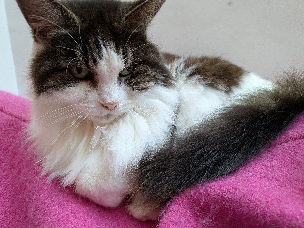 Daphne hopes you've all ordered your Legal Pets calendar so that you can gaze upon her floofy magnificence for the entire month of July billablehour.org/calendar