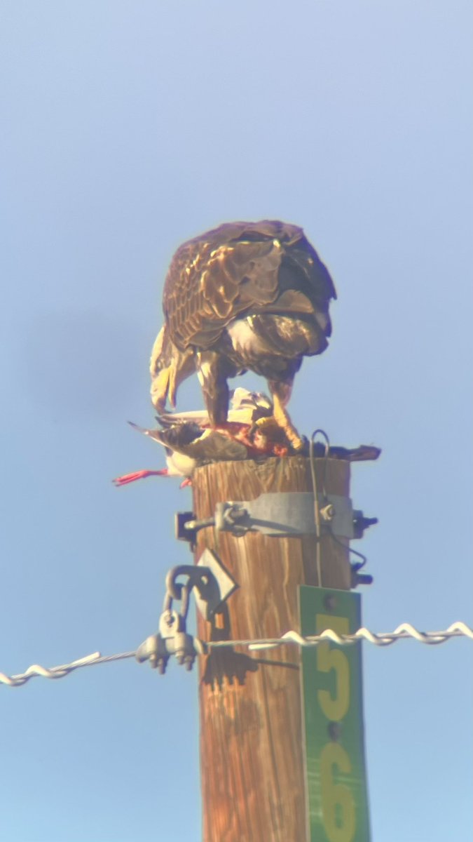 Amazing view of a juvenile bald eagle eating its breakfast this morning at Carson Nature Center