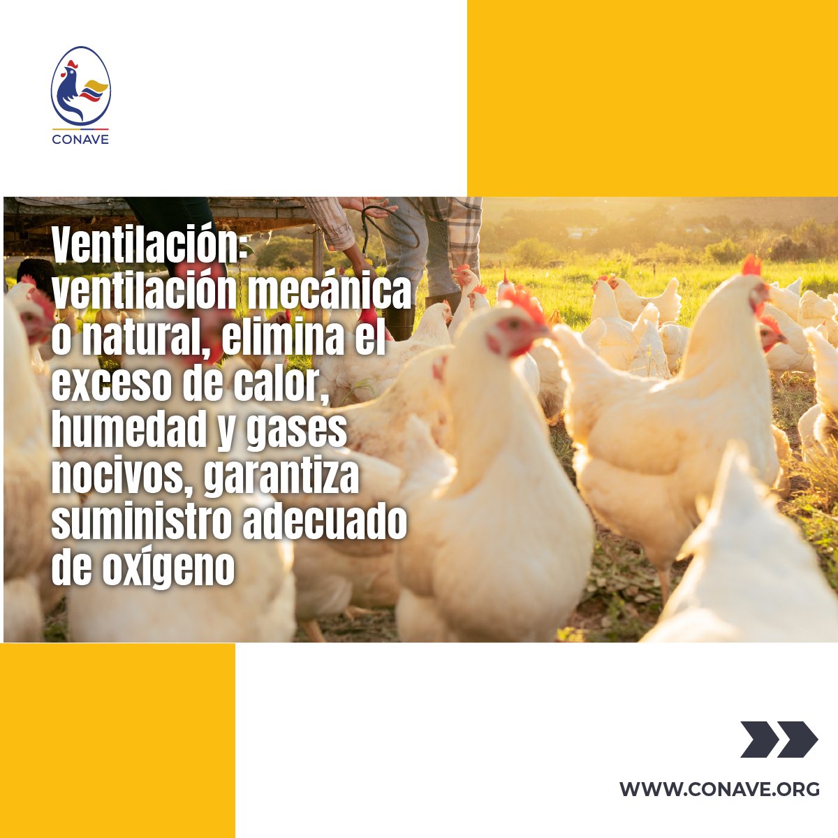 CONAVE_EC's tweet photo. Dentro de los ambientes controlados en la producción avícola, contamos con elementos clave que se deben tomar en cuenta a la hora de diseñar las granjas avícolas, a continuación de los contamos.

Ambiente controlado = Aves saludables y productivas. 🐣❤️

#BuenasPrácticas #TecnologíaAvanzada #ProteínaDeCalidad #Avicultura #GranjasAvícolas #ProducciónSostenible