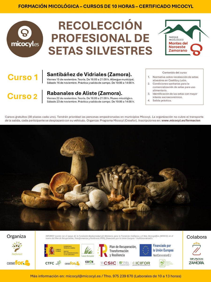 Imforest (@imforest_pfnm) on Twitter photo Durante el mes de noviembre, el Programa <a href="/micocyl/">Programa Micocyl</a> y el proyecto #IMFOREST, con <a href="/dipuzamora/">Diputación de Zamora</a>, organizan dos cursos gratuitos sobre recolección profesional de setas en 📍 Parque Micológico Montes del Noroeste Zamorano.🍄🌳Info➡️imforest.es/2024/11/12/cur…
#PFNM #ProyectosPRTR Durante el mes de noviembre, el Programa <a href="/micocyl/">Programa Micocyl</a> y el proyecto #IMFOREST, con <a href="/dipuzamora/">Diputación de Zamora</a>, organizan dos cursos gratuitos sobre recolección profesional de setas en 📍 Parque Micológico Montes del Noroeste Zamorano.🍄🌳Info➡️imforest.es/2024/11/12/cur…
#PFNM #ProyectosPRTR