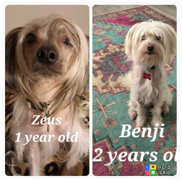 The Chinese Crested Club Of Great Britain Rescue tweet media