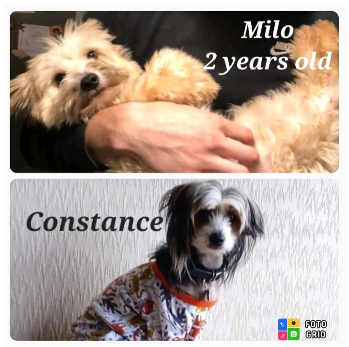 The Chinese Crested Club Of Great Britain Rescue tweet media