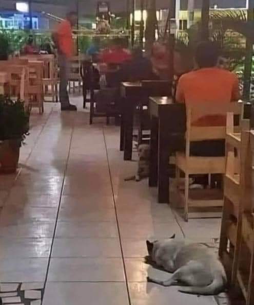 animaux_planete's tweet photo. A l'entrée du restaurant, il y avait un panneau qui disait :
« Nous demandons à tous nos clients de ne pas s'inquiéter s'ils voient des chiens errants dans l'établissement. Nous acceptons les animaux de compagnie et nous leur donnons de l'eau, de la nourriture et beaucoup d'affection. Les anges ne dérangent pas ces adorables animaux de compagnie, ils veulent juste un peu de chaleur et un abri.
Merci beaucoup pour votre compréhension ! "

Un message qui fait chaud au cœur et nous rappelle que chaque petit geste peut faire une différence pour ceux qui en ont besoin 🙏❤