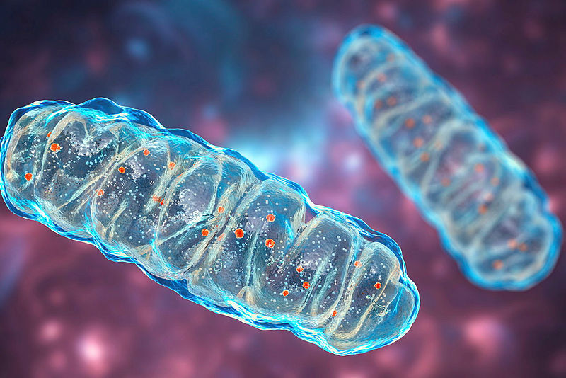 🩻Featured in Skeletal Muscle: 

Dimorphic effect of TFE3 in determining #mitochondrial and #lysosomal content in muscle following denervation

📖Read the full article: doi.org/10.1186/s13395…

<a href="/dhood_york/">David A Hood</a>