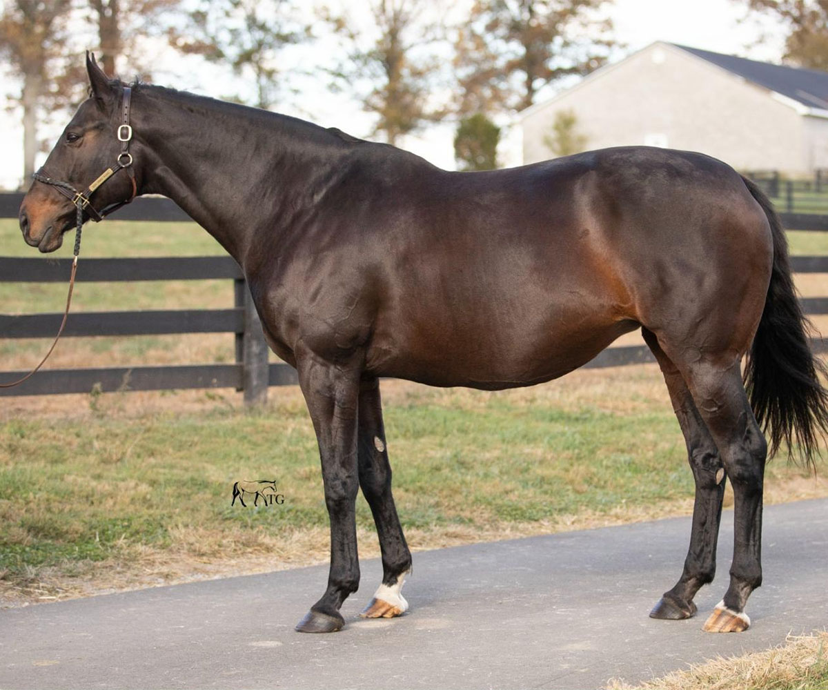 NYTB (@nytbreeders) on Twitter photo Deep Space, bred by Newtown Anner, sold for $115,000, and a weanling colt bred by <a href="/SaratogaGlen/">Saratoga Glen Farm</a> brought $72,000 to lead the #NYbred offerings in <a href="/keenelandsales/">Keeneland Sales</a>' November Book 4! Full story: tinyurl.com/3dmpt7bf Deep Space, bred by Newtown Anner, sold for $115,000, and a weanling colt bred by <a href="/SaratogaGlen/">Saratoga Glen Farm</a> brought $72,000 to lead the #NYbred offerings in <a href="/keenelandsales/">Keeneland Sales</a>' November Book 4! Full story: tinyurl.com/3dmpt7bf