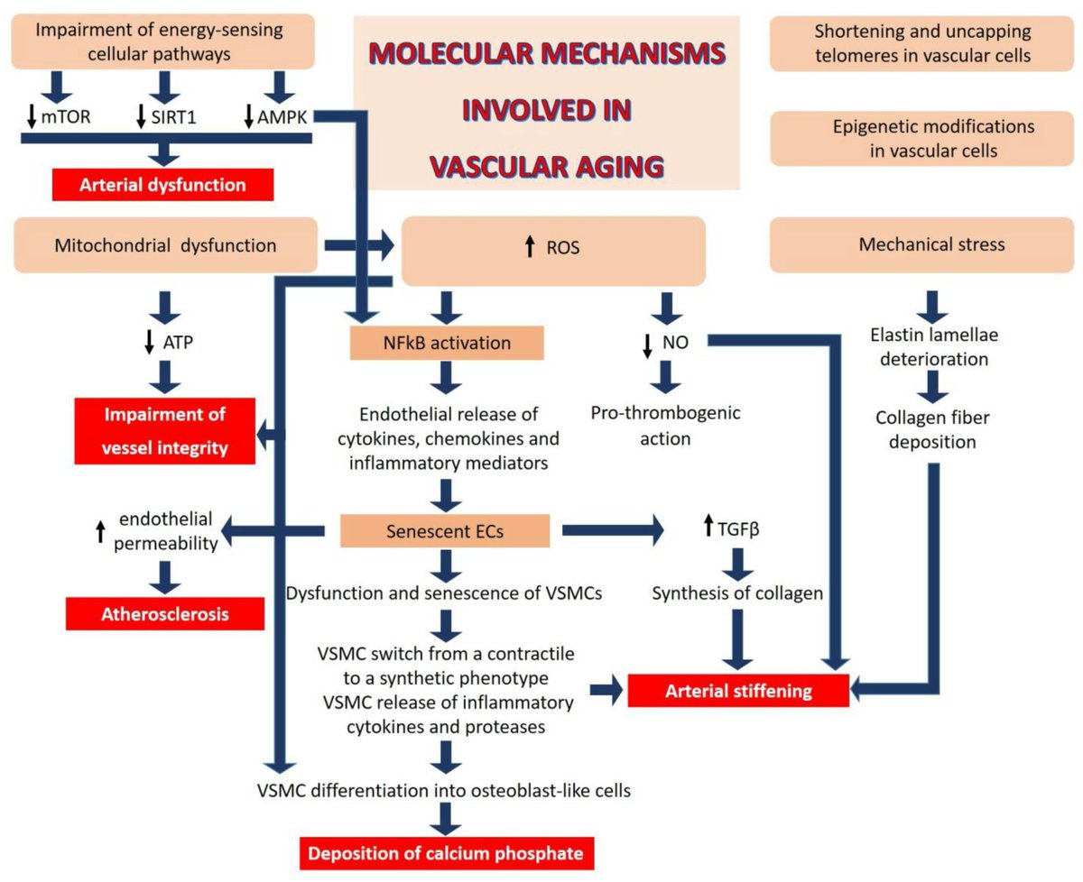 MEDVASC - Vieillissement de nos artères | <a href="/scoopit/">Scoop.it</a> scoop.it/topic/vascular…
