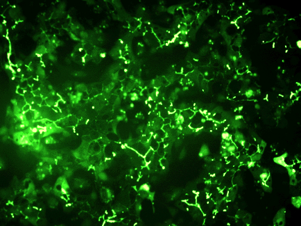 Visikol's tweet photo. Traditional High-Content Screening methods have limitations, particularly in accurately predicting in vivo responses. This is where HUREL® Micro Livers come in. Read more here -->https://t.co/aHg3VSMbJZ

#Visikol #HUREL #HighContentScreening https://t.co/FJySj4lEWS
