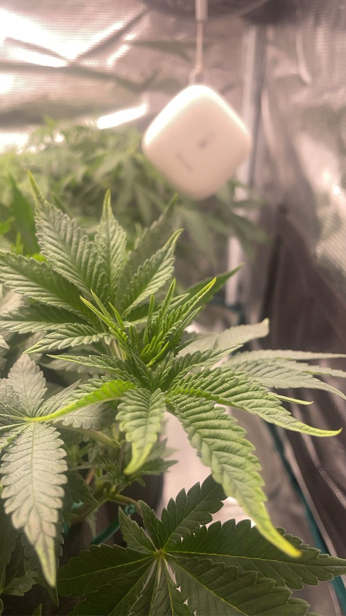 Goscha_Goscha's tweet photo. Servus grower !
Was denkt ihr was könnten die Pflanzen ?
Mimosa x Orange Punch 
Do Si Dos 33 
Beide von Barneys Farm https://t.co/2nGhZ9K1Vn