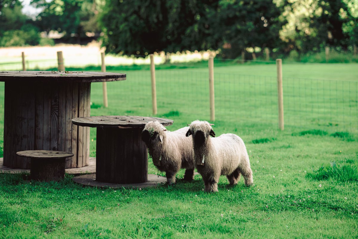 On the land where #Glenarm castle sits there are gardens, eateries and these two adorable #sheep ! When they noticed me walking by, they paused at first where I snapped this and then they came over and heavilly demanded to be petted and scratched. #Photography #Animals