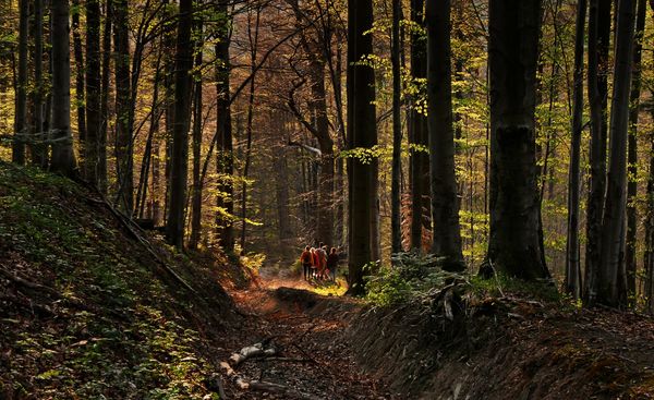 𝗛𝗲𝗿𝗳𝘀𝘁𝘁𝗶𝗽 𝟱: 𝐑𝐨𝐮𝐭𝐞 𝐝𝐨𝐨𝐫 𝐡𝐞𝐭 𝐋𝐢𝐦𝐛𝐫𝐢𝐜𝐡𝐭𝐞𝐫𝐛𝐨𝐬 🌳🍂
Swentibold Rollenroute SG03 (7,8 km) in <a href="/sittardgeleen/">Sittard - Geleen</a>  leidt je door een prachtig beukenbos. Pauze? Bezoek Het Proeflokaal van #KasteelLimbricht: vzl.nu/rvw-SG03 #visitzuidlimburg