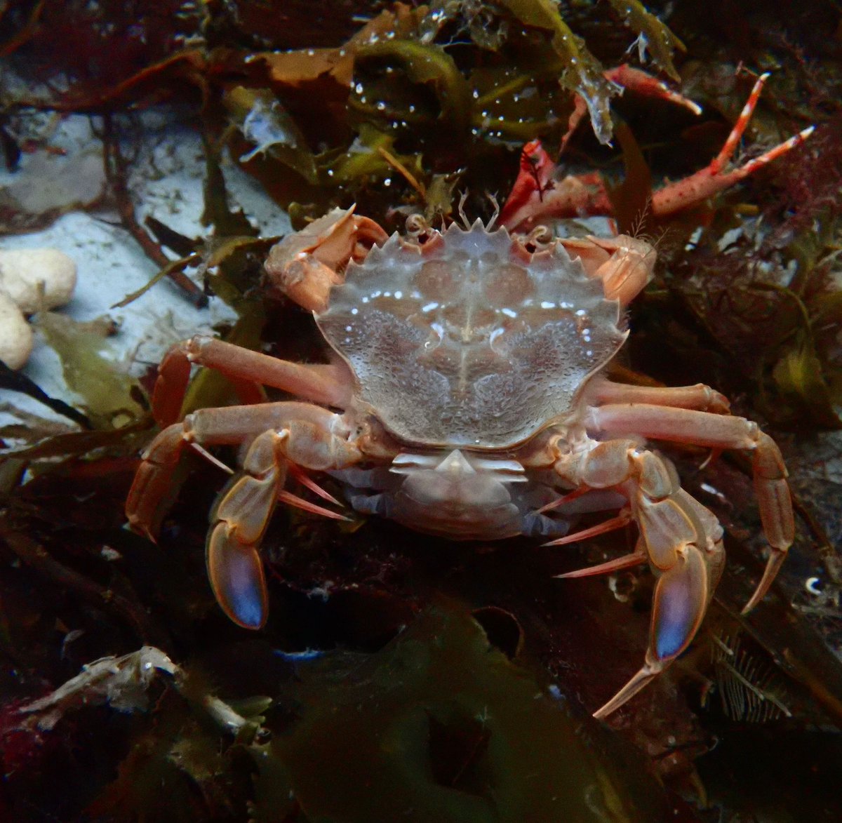 Moray Ocean Community (@morayocean) on Twitter photo One of our Directors was delighted to take part in <a href="/NatureScot/">NatureScot</a> training on intertidal surveying at @FSC_Millport this weekend using the Community led Marine Biodiversity Monitoring Handbook.
nature.scot/funding-and-prโฆ
Massive thanks to <a href="/FaunaFloraInt/">Fauna & Flora</a> <a href="/CCNScotland/">Coastal Communities Network (CCN)</a> & NatureScot! One of our Directors was delighted to take part in <a href="/NatureScot/">NatureScot</a> training on intertidal surveying at @FSC_Millport this weekend using the Community led Marine Biodiversity Monitoring Handbook.
nature.scot/funding-and-prโฆ
Massive thanks to <a href="/FaunaFloraInt/">Fauna & Flora</a> <a href="/CCNScotland/">Coastal Communities Network (CCN)</a> & NatureScot!