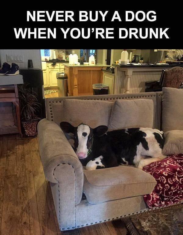 Never buy a dog when you’re Drunk… 😂