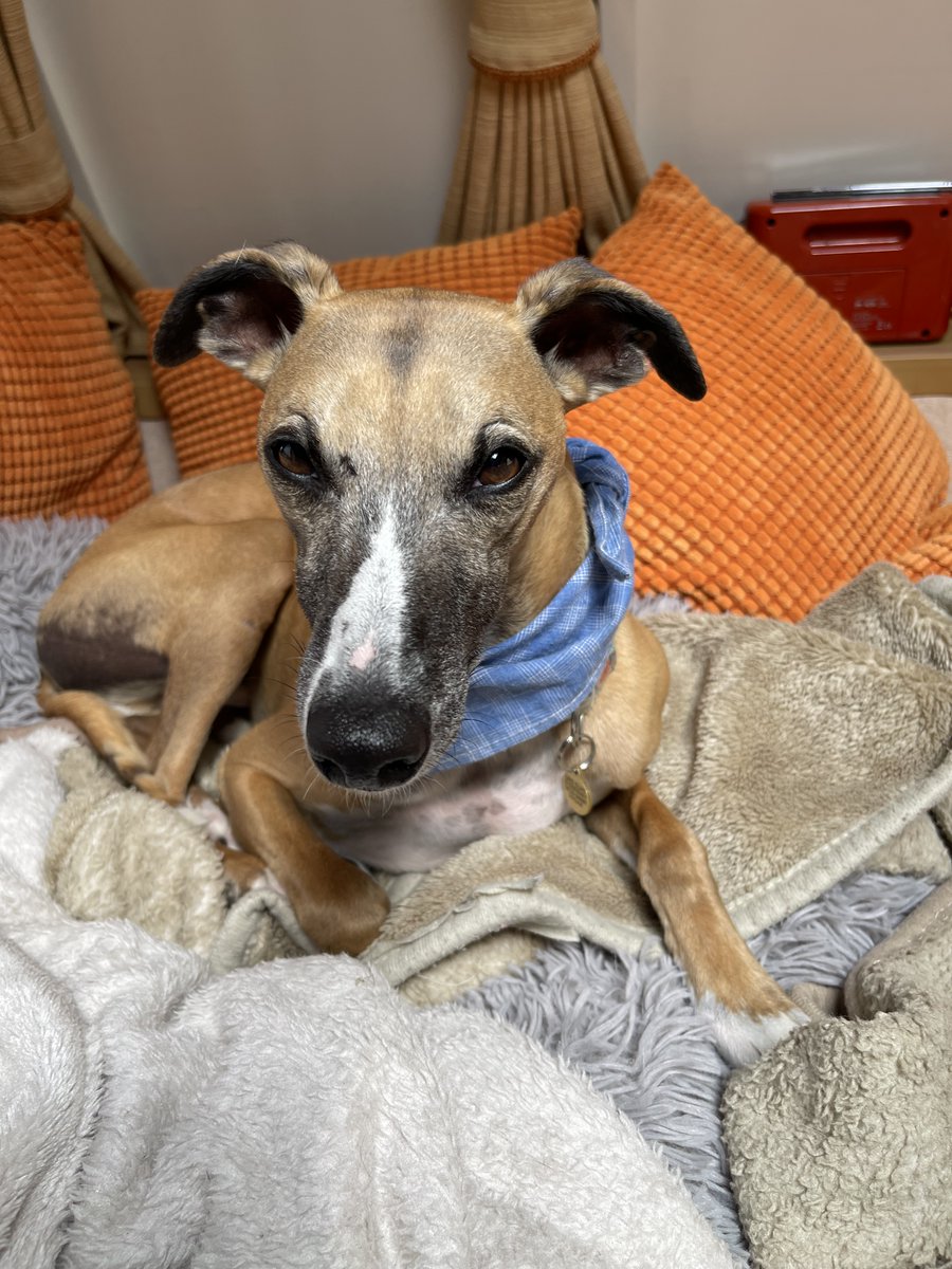 Dylan  - we are losing lots of followers… we only want to make you smile😊, share our lives🐕, share our tears 😭and give you a few moments away from day to day life .. please come back 🙏🏻🙏🏻🙏🏻❤️❤️❤️❤️