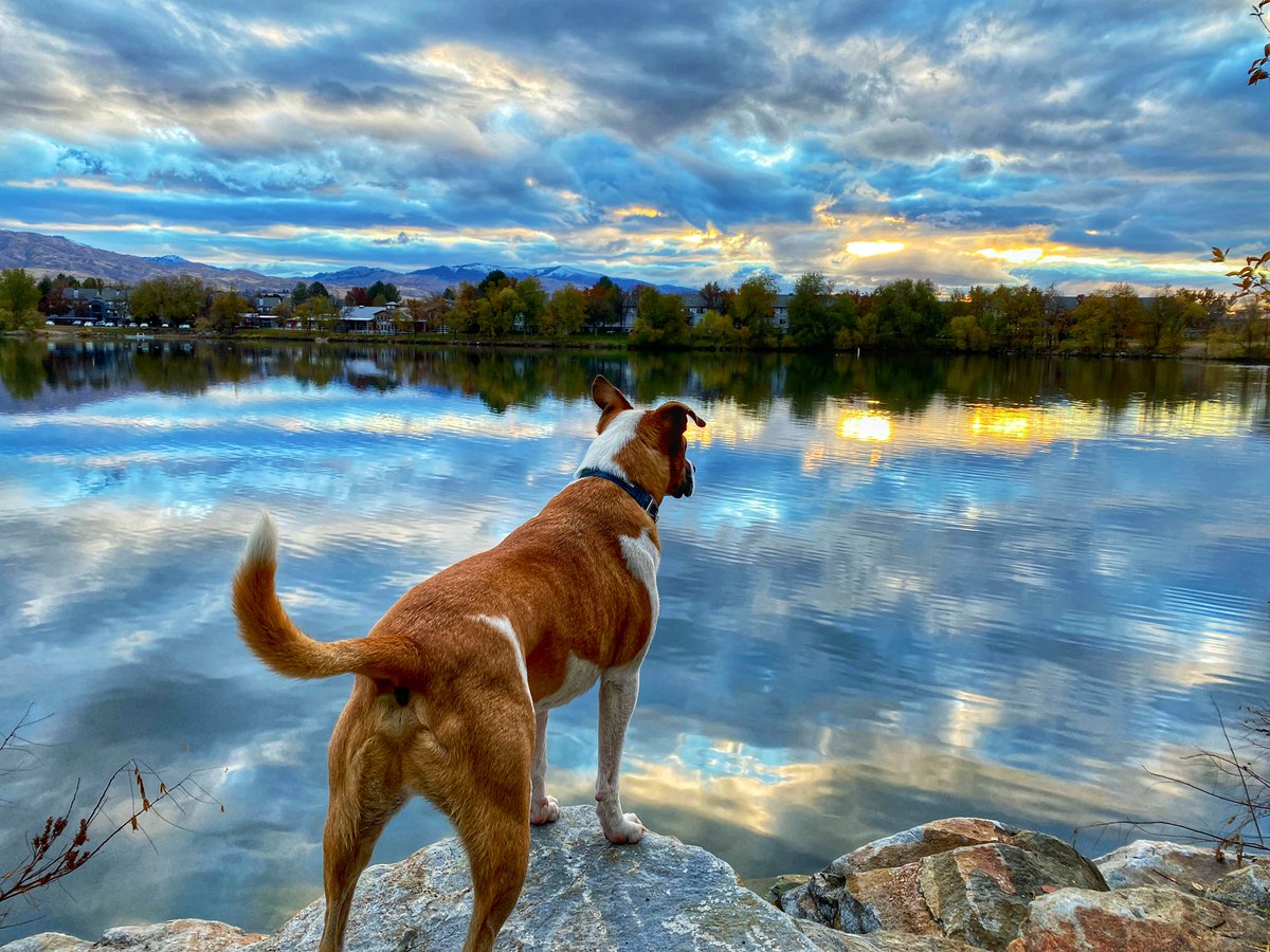 Day 41 post hip surgery and counting!  4.66 miles amongst they moody skies.

Olly was on one today!  He was even chasing geese while they were flying by, barking at them.  Hahah

Step by step, movement is magic!