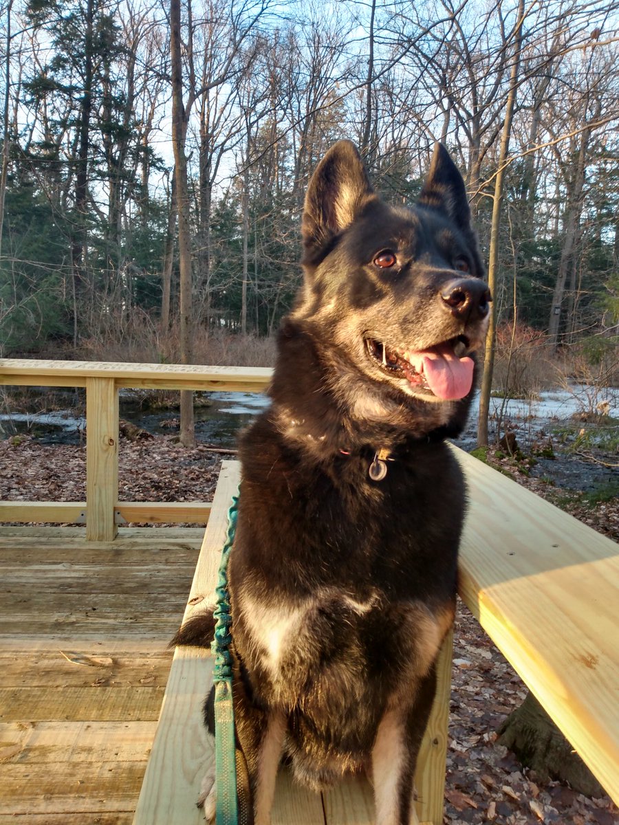 HappyPawsJ1S's tweet photo. Today I say goodbye to my best friend, my hiking partner, my puppy dog. #dogsofX #FinalGoodbye #AllDogsGotoHeaven #Cancer https://t.co/lrIqW0CNis