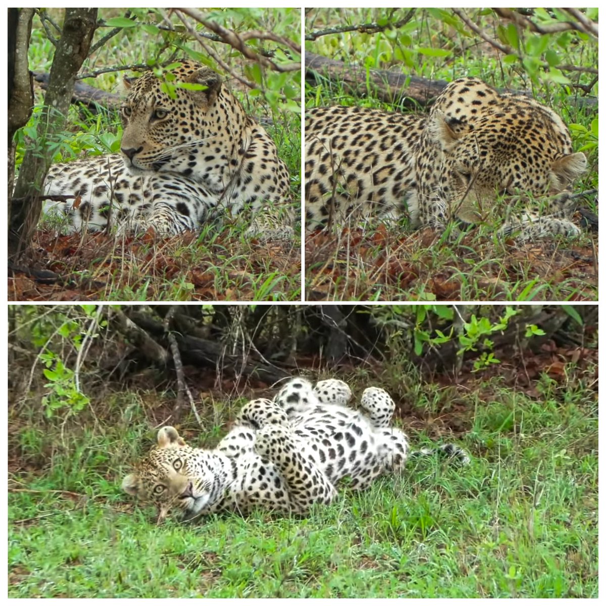 JoyR_1980's tweet image. Sunset safari 12 November 2024. #Maribye #Tlalamba #Tshipondo #3Amigos #WildEarth