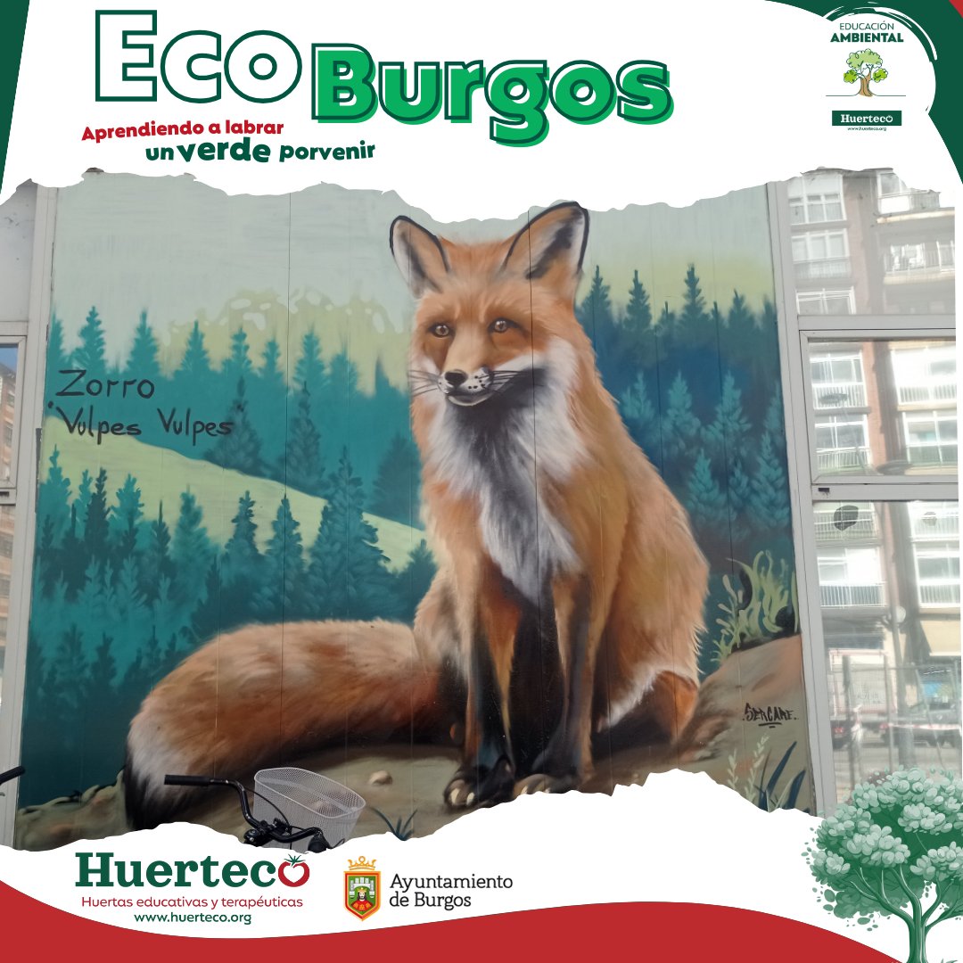 Huerteco1's tweet image. 🦊¡Sigue  el rastro del zorro! Descubre las huellas que te llevarán a un  espléndido mural📷 #FaunaLocal #ArteYNaturaleza #EducaciónAmbiental #Huerteco