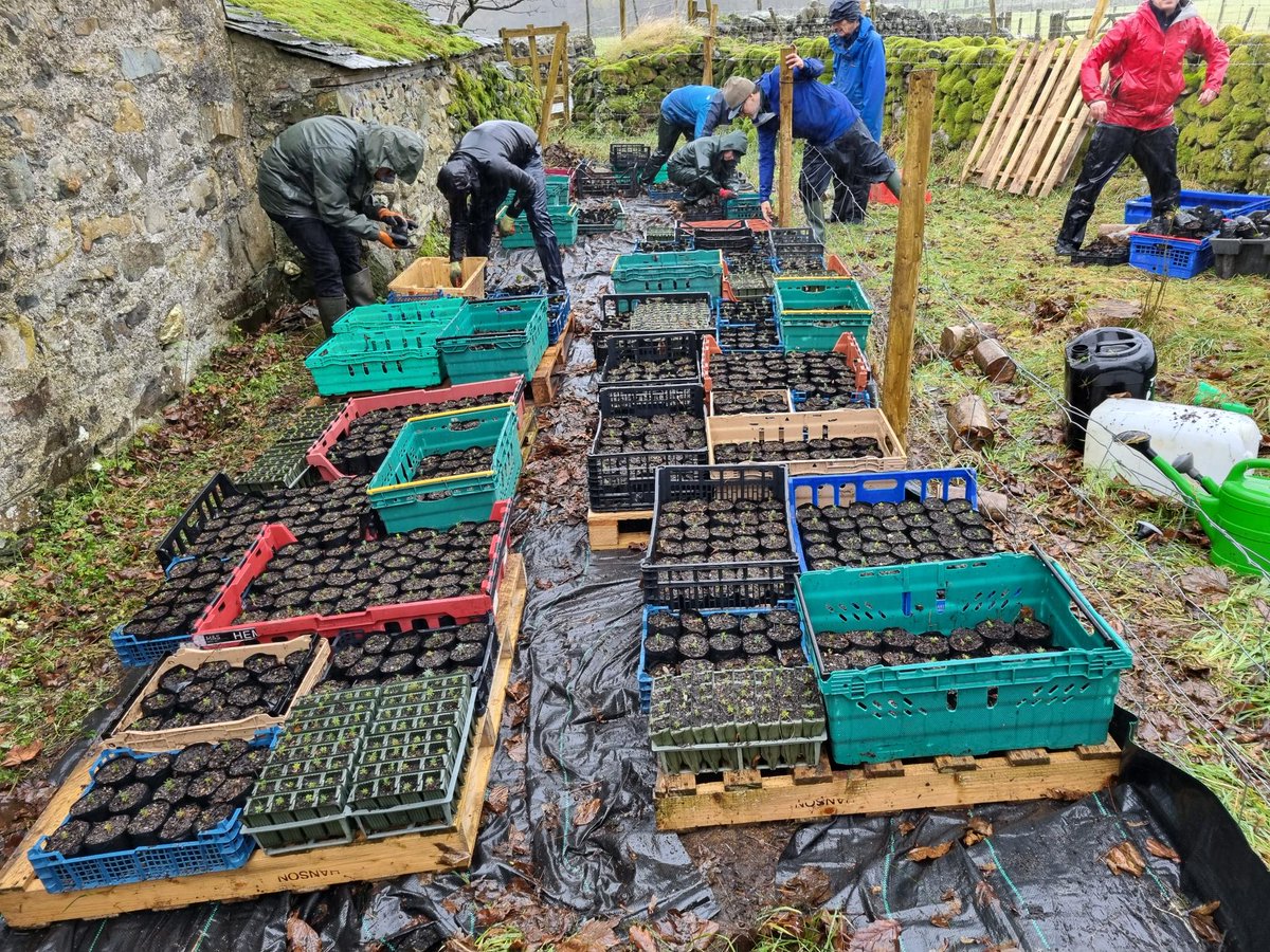 Restoring Hardknott Forest tweet media