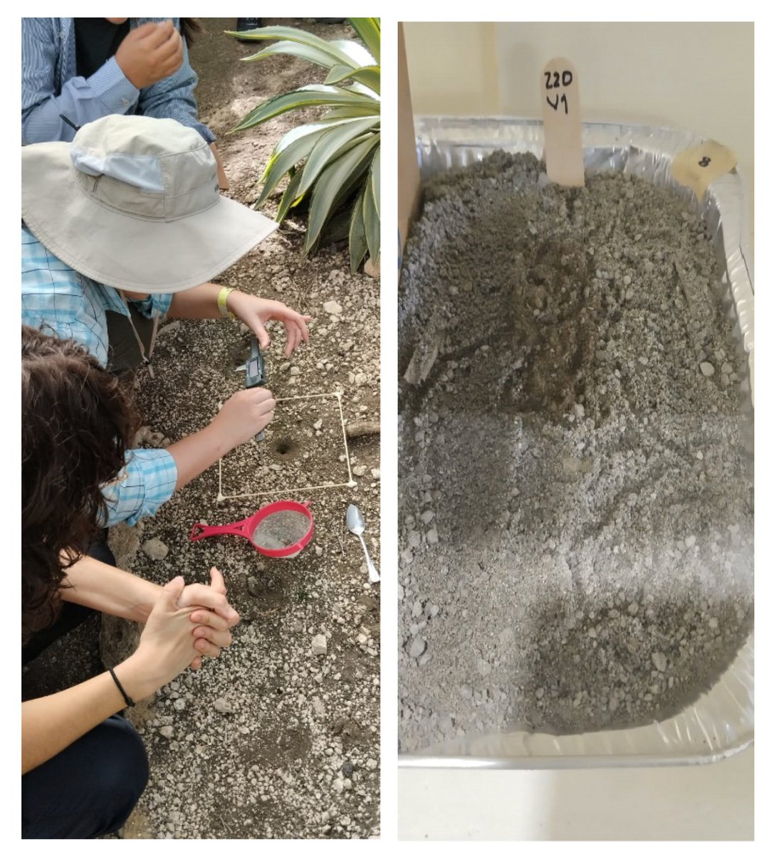 Ignacio Escalante tweet media