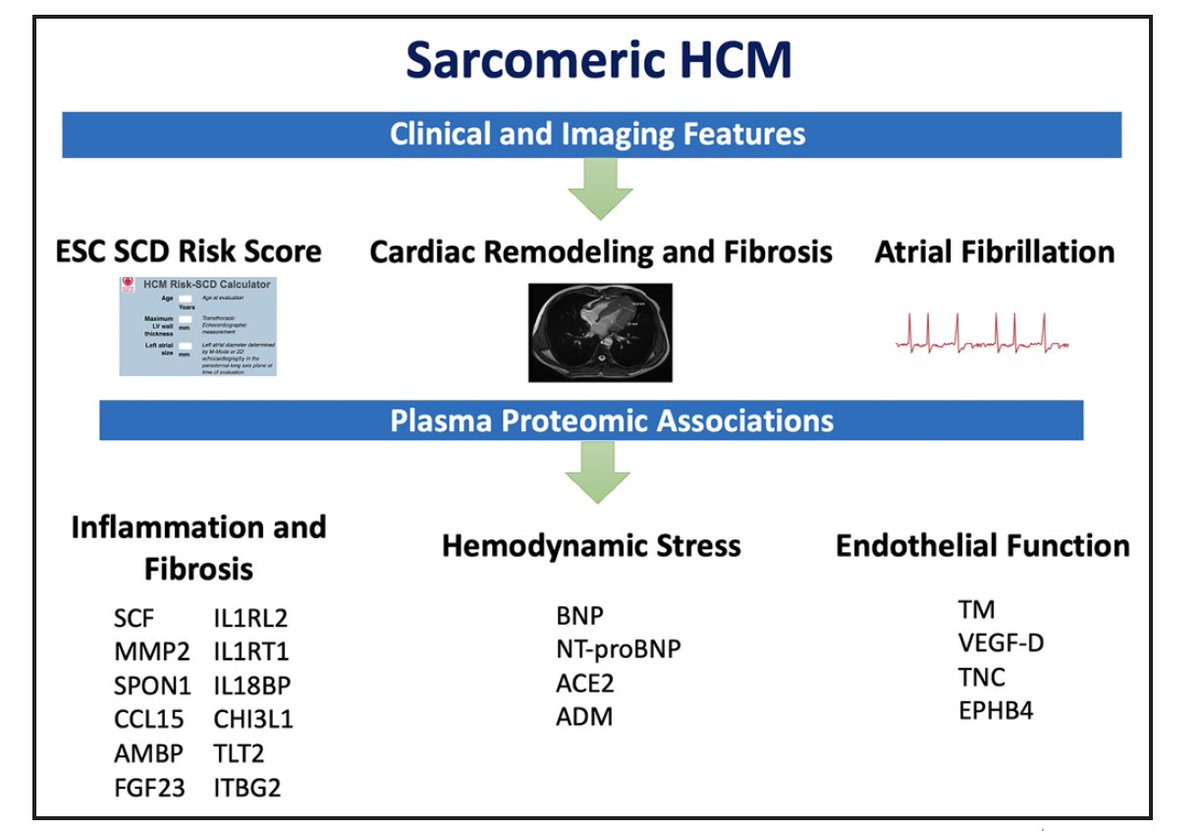 Usman Tahir (@utahirmd) on Twitter photo 📢Can deep phenotyping and proteomic profiling identify new #biomarkers in Hypertrophic Cardiomyopathy?
🧬In <a href="/CircHF/">Circ: Heart Failure</a>, we leverage OLINK #proteomics to measure >250 proteins in genotype positive #HCM with Cardiac MR data.
ahajournals.org/doi/10.1161/CI…
🧵 (1/7) 📢Can deep phenotyping and proteomic profiling identify new #biomarkers in Hypertrophic Cardiomyopathy?
🧬In <a href="/CircHF/">Circ: Heart Failure</a>, we leverage OLINK #proteomics to measure >250 proteins in genotype positive #HCM with Cardiac MR data.
ahajournals.org/doi/10.1161/CI…
🧵 (1/7)