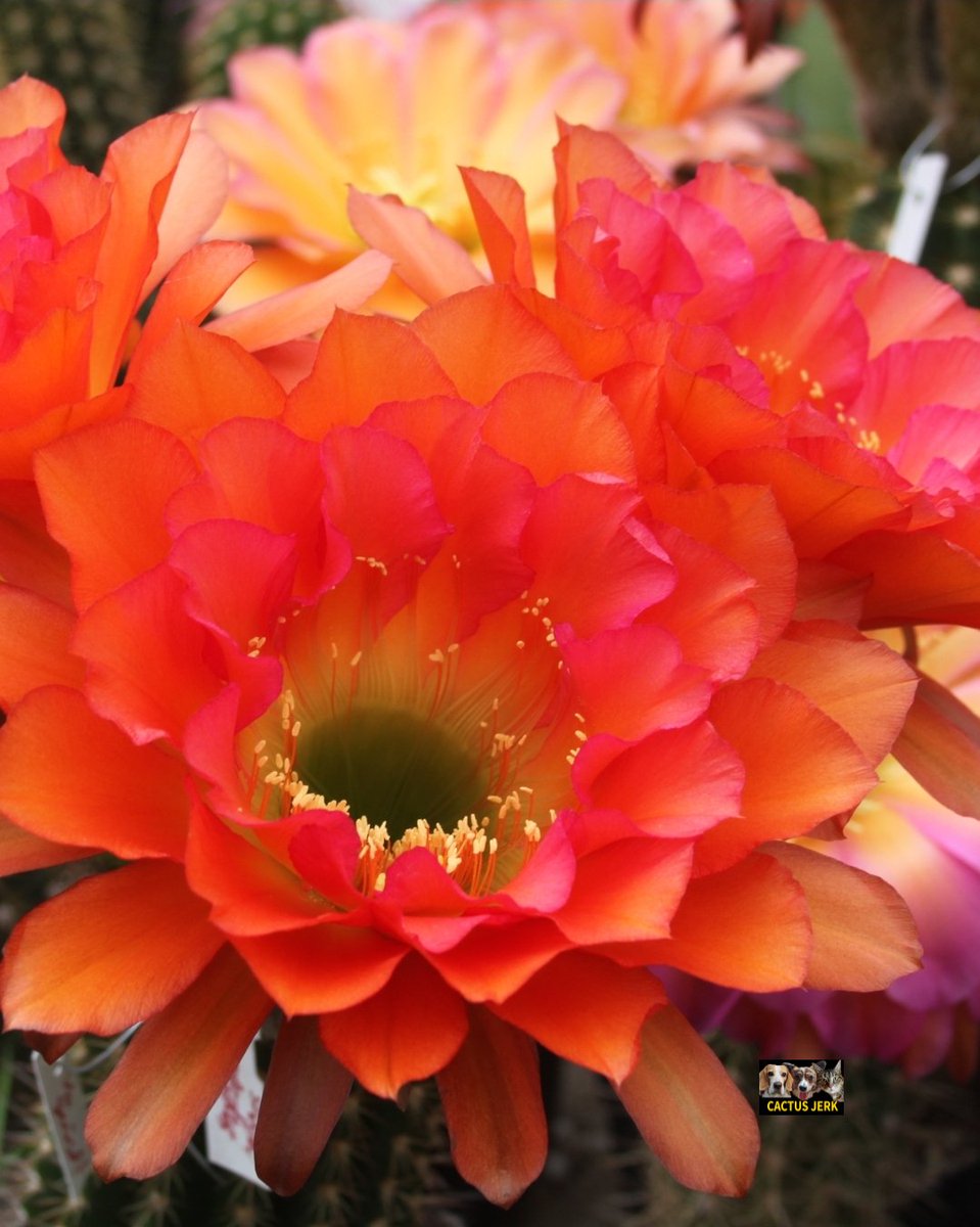 Cactus Jerk (@cactus_jerk) on Twitter photo 