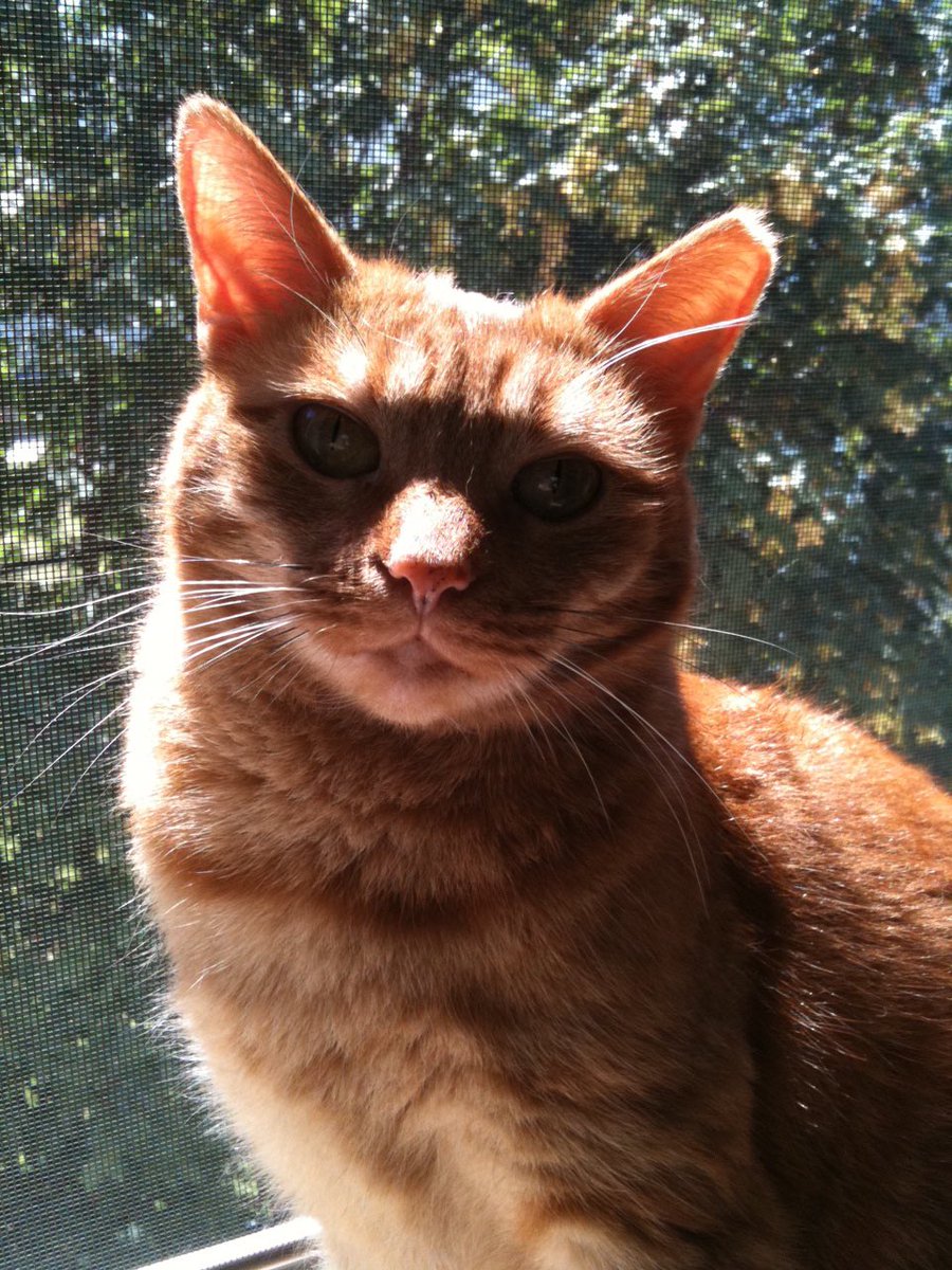 In honor of Button who died November 12,2020🌈🕯️😿