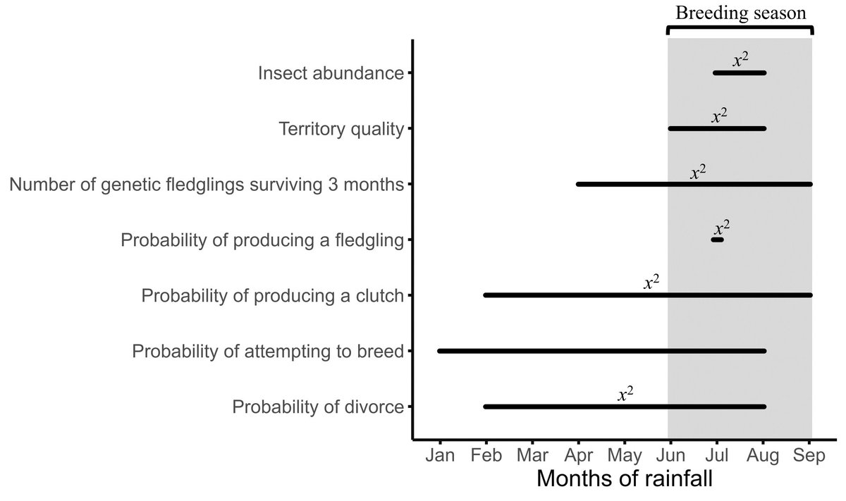 Using climate window analyses we found that specific months of rainfall before and during the breeding season best predicted divorce and other factors possibly linked to divorce, such as markers of reproductive success and territory quality. 2/5