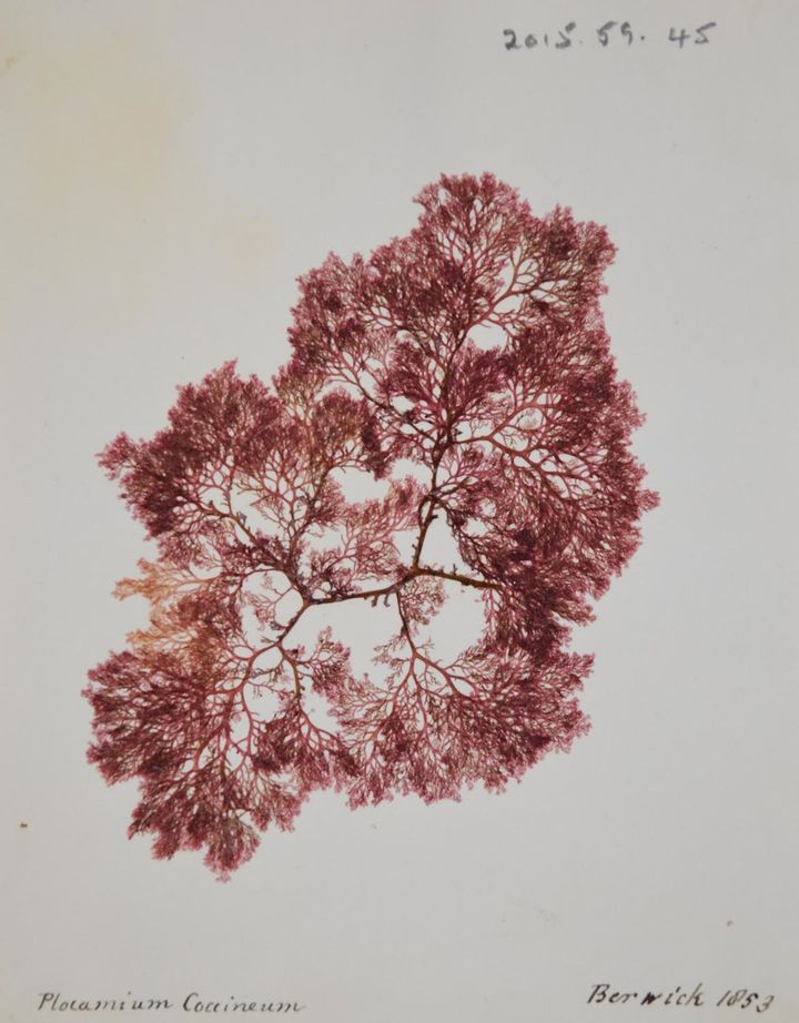 Sheffield Museums tweet media