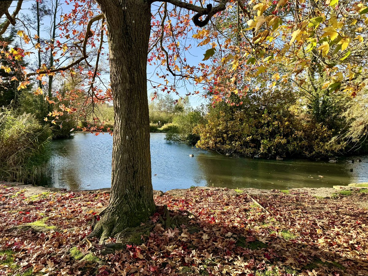 LesleyCashell's tweet image. Poole park early this morning @StormHour @ThePhotoHour @lovepooleuk @BBCSouthWeather @DorsetMag @GreenDorset @dorsetlandscape @Dorset_NL @goDorset @lovefordorset @visit_dorset