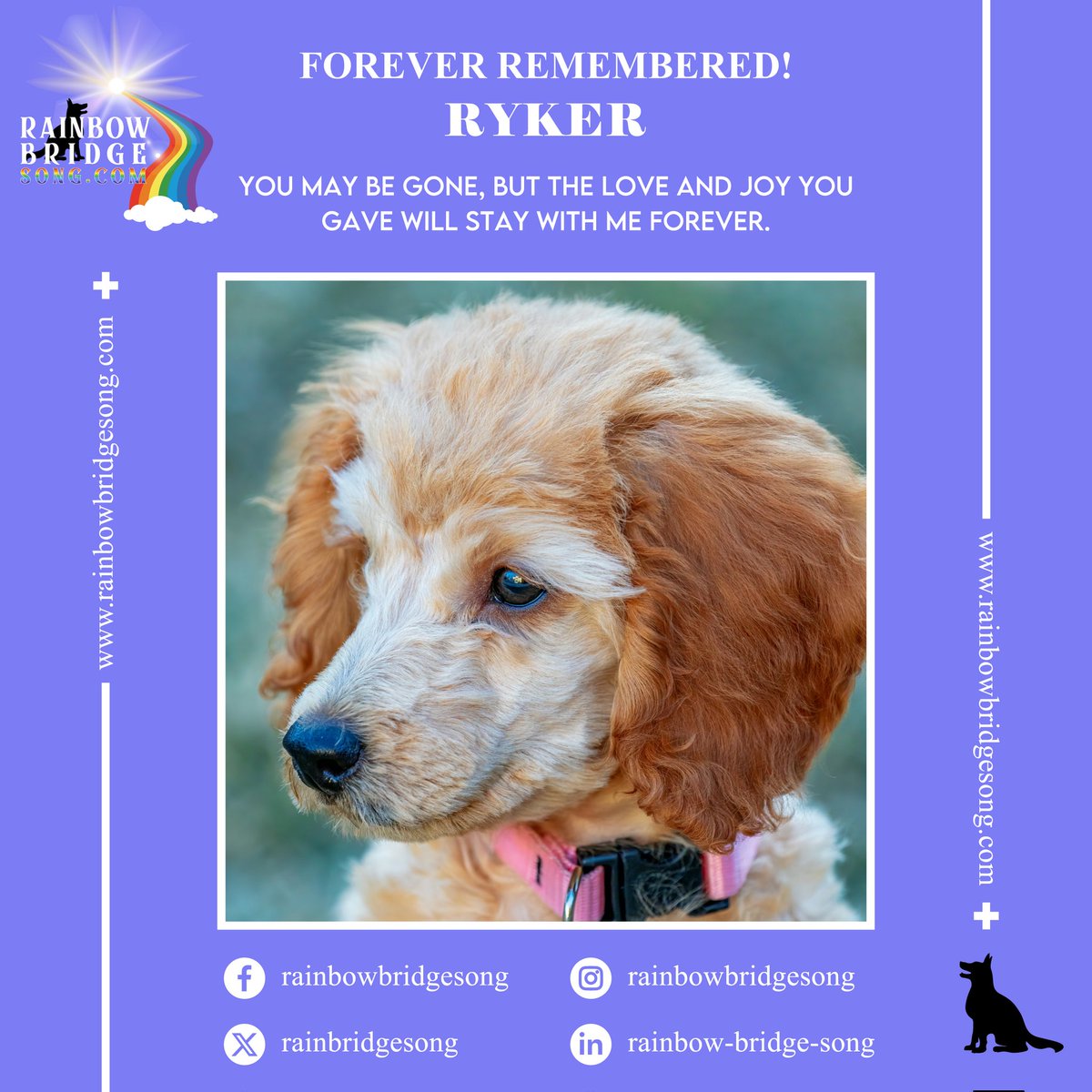 RainBridgeSong's tweet photo. You may be gone, but the love and joy you gave will stay with me forever.

#RBS #RainbowBridgeSong #RainbowBridge #ForeverRemembered #PetsLove #DogsAreFamily #PetPhotography #Pet #Dog #Cat #Puppy #PetLovers #PetFriends #PetLoss #InLovingMemory #PetsInParadise #RememberingBuddy https://t.co/bTaiMBc0Kr