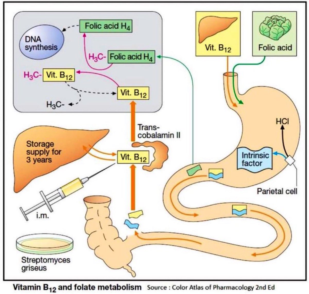 📌 Vitamin B12 &amp; Folate Metabolism 

#MedEd #MedTwitter #GITwitter #Nutrition #NutritionMatters