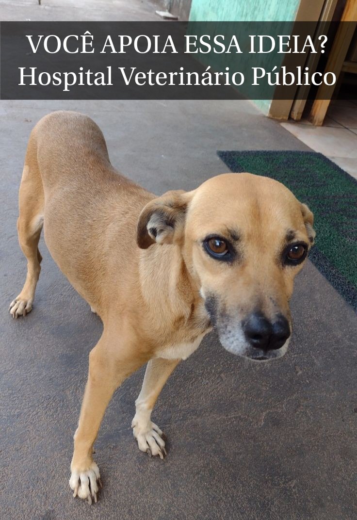 Viviifernande's tweet photo. Sou à favor do serviço veterinário gratuito, como um SUS para pets! 
Por mim, já poderia existir! https://t.co/wiudiVibMj
