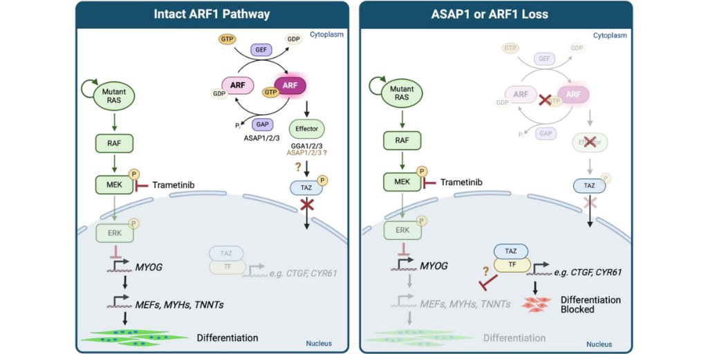 ASAP1 and ARF1 regulate myogenic differentiation in #rhabdomyosarcoma by modulating TAZ activity. bit.ly/3UQJiWe
#sarcoma <a href="/dochebron/">Katie Hebron, Ph.D.</a> <a href="/jack_shern/">Jack Shern</a> <a href="/myohe/">Dr. Marielle Yohe</a> <a href="/theNCI/">National Cancer Institute</a> <a href="/VanderbiltU/">Vanderbilt University</a>