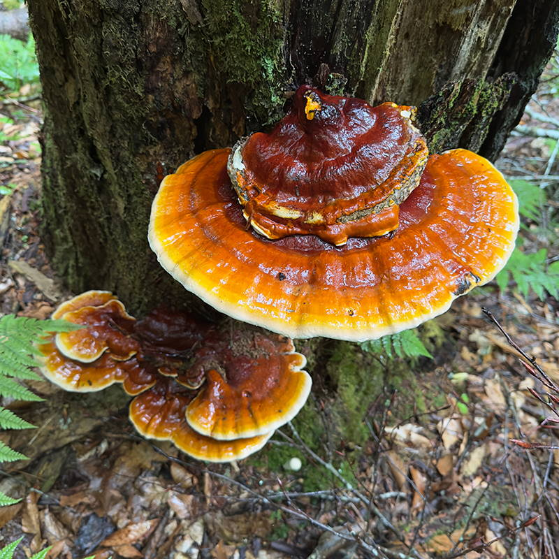 aurimushrooms's tweet photo. Up to 90% of doctor's visits are related to excess stress

Here are 11 free tips to lower cortisol, relax your body, and calm the freak down:

• Touch grass. Grounding alleviates anxiety and reduces stress in the body
• Eat fresh fruit to lower stress and cortisol
• Magnesium glycinate
• Stop drinking coffee on an empty stomach
• Start your day with deep breathing. 4 counts in, 6 counts out for 2 mins
• Forest bathing - 20 mins in nature significantly drops cortisol
• Watch the sunrise/sunset to set your circadian rhythm
• Get away from electronics for a while — do a digital detox
• 10-min walk after meals (doubles as digestion hack)
• Move your body. Walk, workout, swim, stretch, etc
• Reishi mushrooms to calm your adrenals and lower cortisol

Simple and effective methods to chill out!