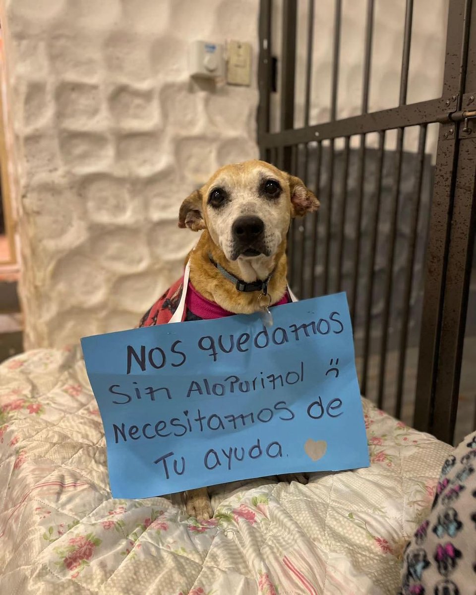 dameunapatapy's tweet photo. Nos quedamos sin ALOPURINOL ‼️
Tias y tíos como saben tenemos varios animales en guardería y en su mayoría todos deben tomar alopurinol si o si todos los días 🥹 

El alopurinol es uno de los medicamentos que menos recibimos de donación, es por eso que les pedimos ayuda para https://t.co/RQ8y9XGR5k