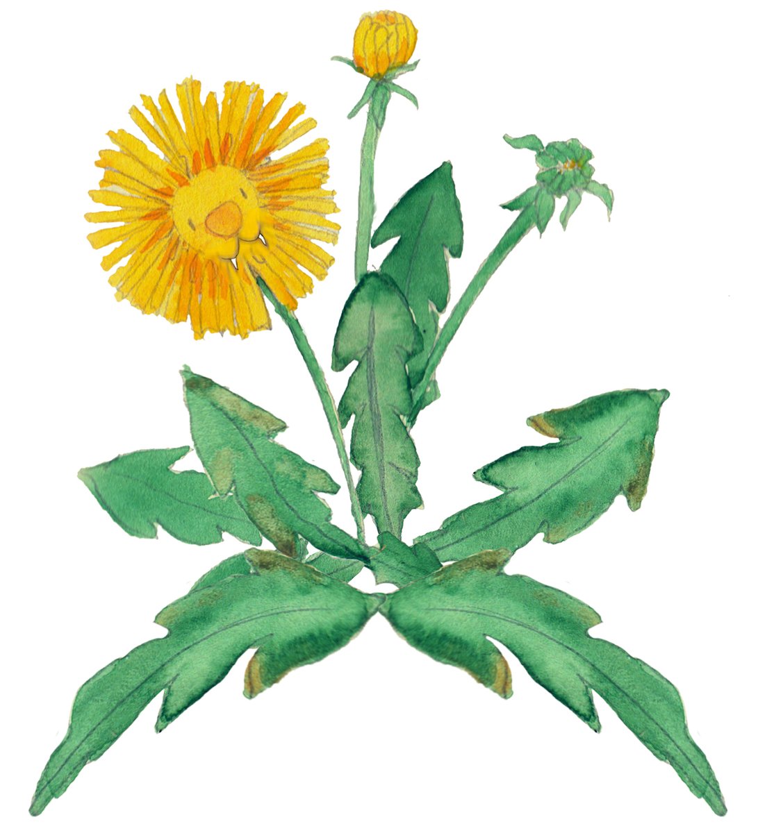 Lion's teeth, eye disease and confused medieval physicians: it must be the Dandelion! - New Flowerology substack about the origin of our wildflower names: flowerology.substack.com/p/dandelion
#dandelion #wildflower #etymology #TaraxacumOfficinale #botany #teeth #lion #substack