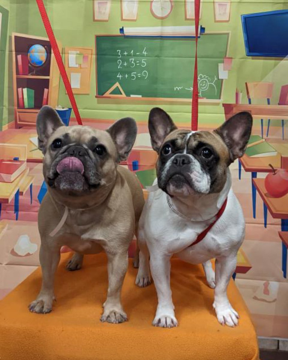 frenchieapollo's tweet photo. Apollos like that one child who loves to ruin their picture day….

#derp #dogs #frenchbulldog #pictureday #goofydog #dogparents #siblings https://t.co/vhIMzK18Hn