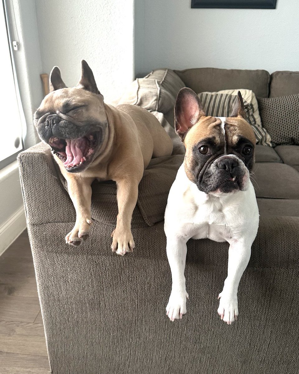 frenchieapollo's tweet photo. Apollos like that one child who loves to ruin their picture day….

#derp #dogs #frenchbulldog #pictureday #goofydog #dogparents #siblings https://t.co/vhIMzK18Hn
