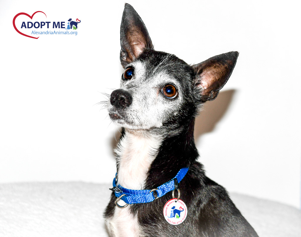 Houston, we have a problem ... Oreo hasn't found a home! 🚀🪐 Oreo would prefer to find a family on Earth, but he has his space suit ready for intergalactic travel if necessary. He has a spritely, spunky personality even for a mature gent. He's perfect! #AdoptASeniorMonth