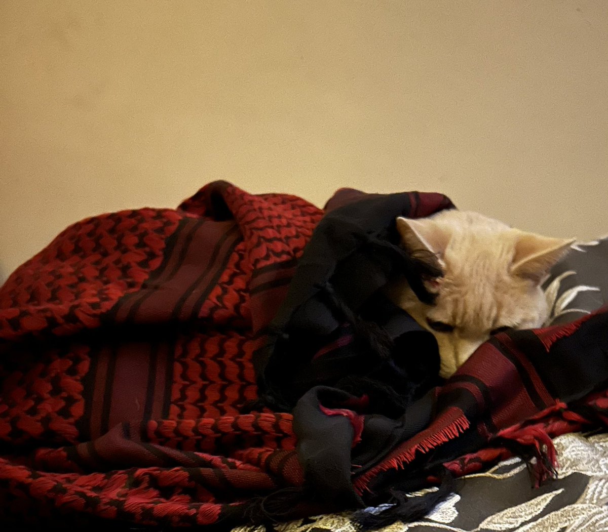 Div_by_zer0's tweet image. #Keffiyeh Cat - 🇵🇸🇵🇸show us a foro of yer cat in a keffiyeh