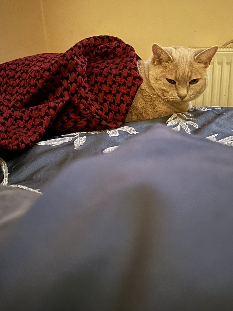 Div_by_zer0's tweet image. #Keffiyeh Cat - 🇵🇸🇵🇸show us a foro of yer cat in a keffiyeh