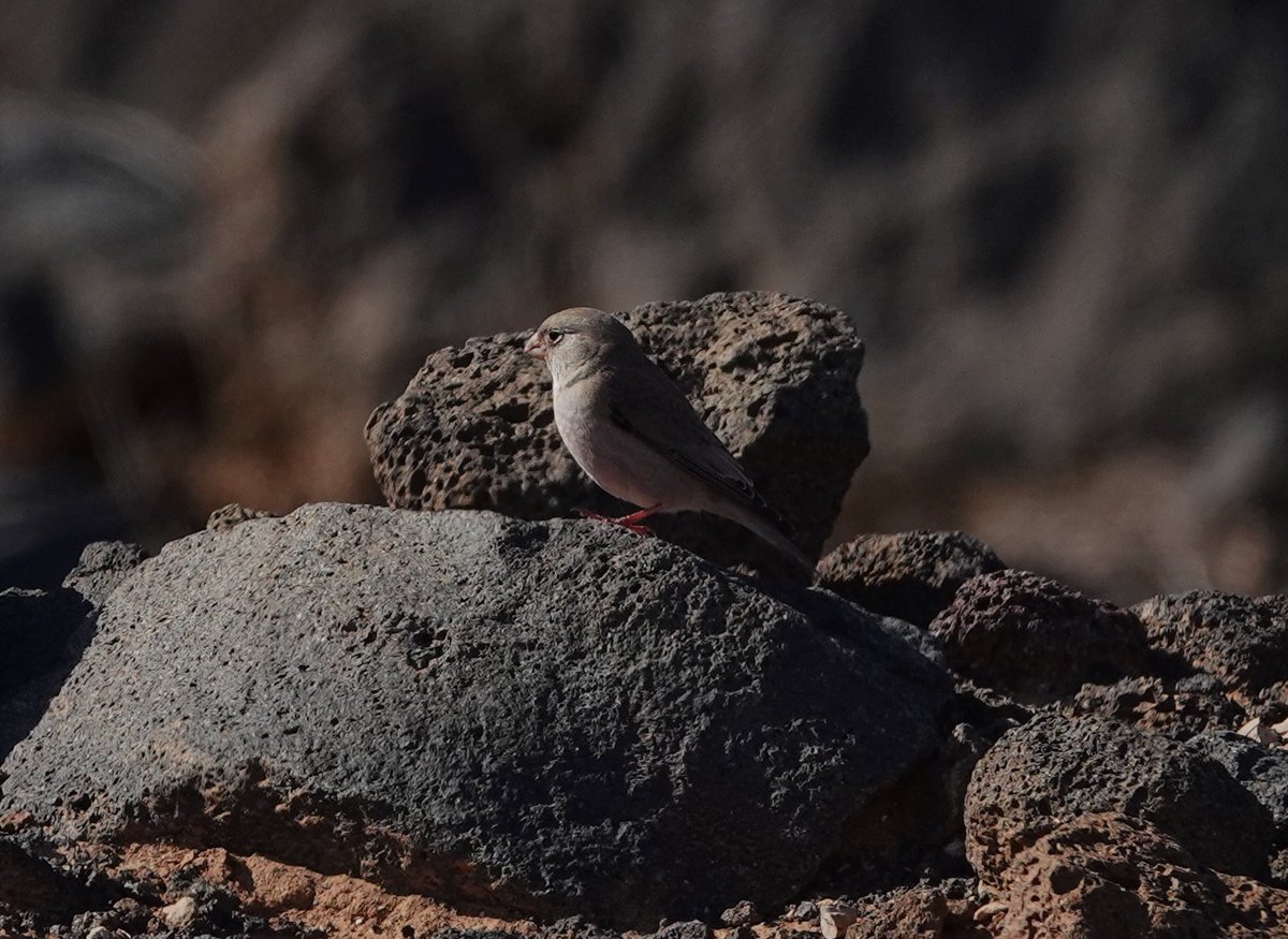 Roger Hackney tweet media