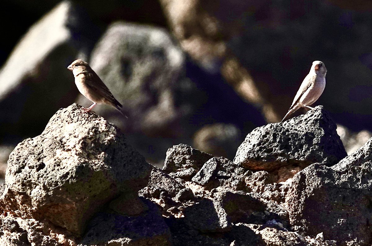 Roger Hackney tweet media