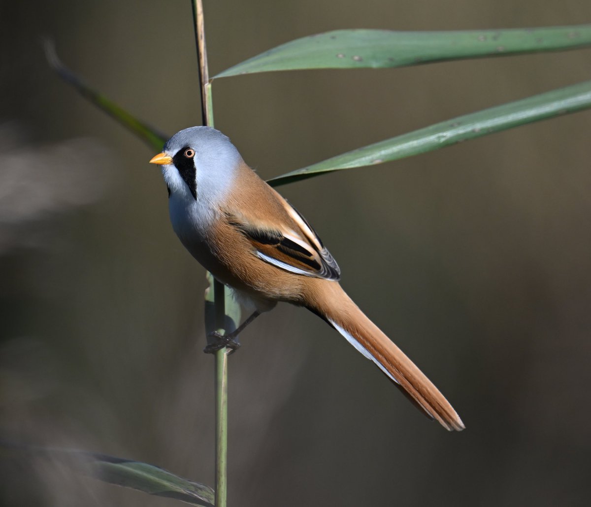 Roger Hackney tweet media