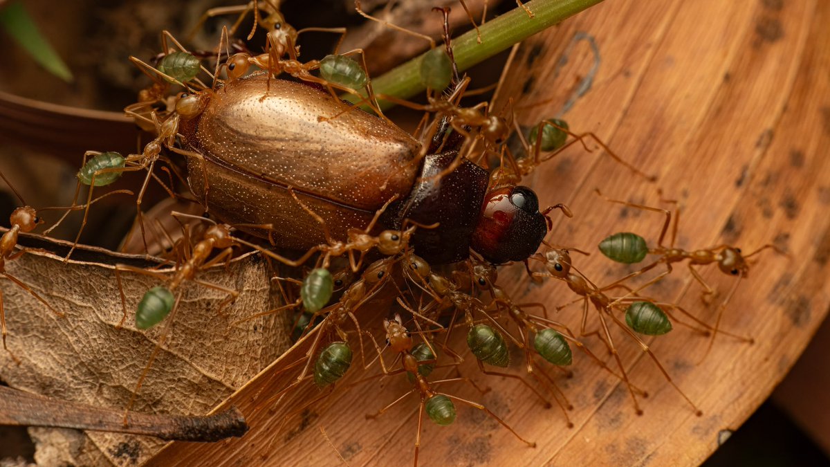 ant__frank's tweet image. Beetle in trouble.
Litchfield National Park, NT 🇦🇺 2024