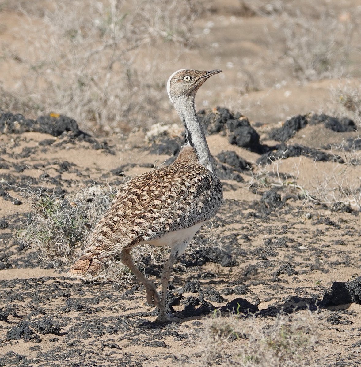 Roger Hackney tweet media